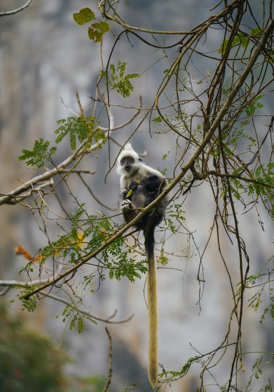 best time to visit white-headed langur national nature reserve best time to visit white-headed langur national nature reserve