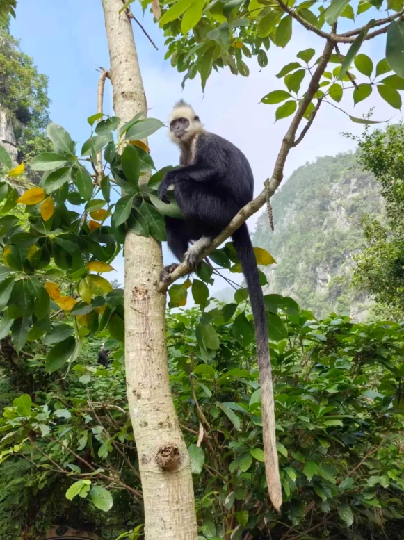 chongzuo monkey watching