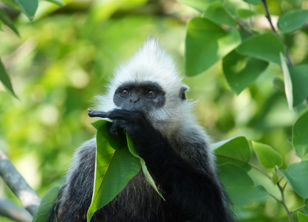 white-headed langur conservation