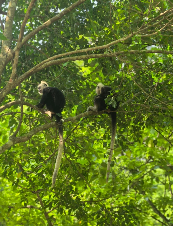 how to get to white-headed langur reserve how to get to white-headed langur reserve