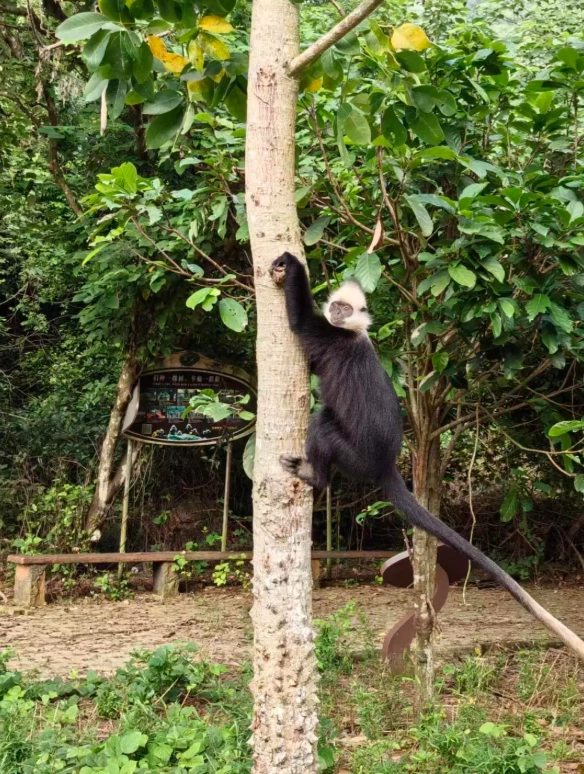 white-headed langur viewing season