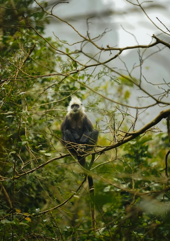 when to visit chongzuo white-headed langur when to visit chongzuo white-headed langur