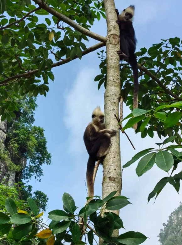when to visit white-headed langur reserve