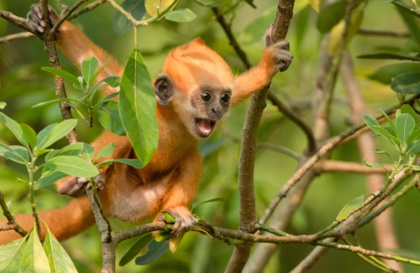 white-headed langur reserve worth visiting