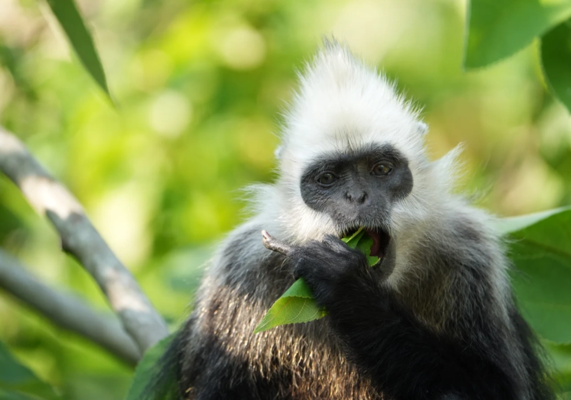 white-headed langur national nature reserve