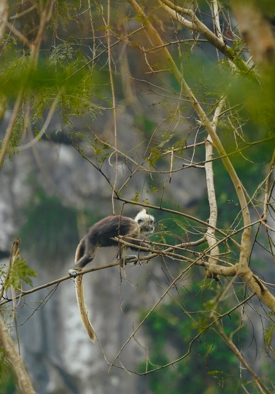 white-headed langur reserve travel guide white-headed langur reserve travel guide