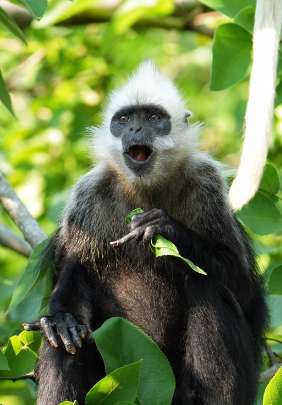 how to see white-headed langur