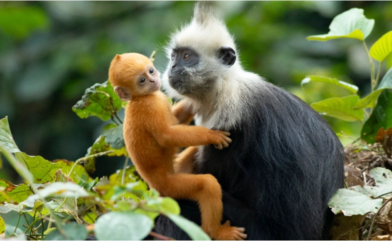 best time to see monkeys white-headed langur national nature reserve