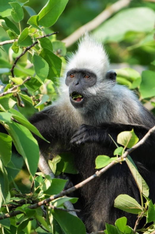 where to see white-headed langurs