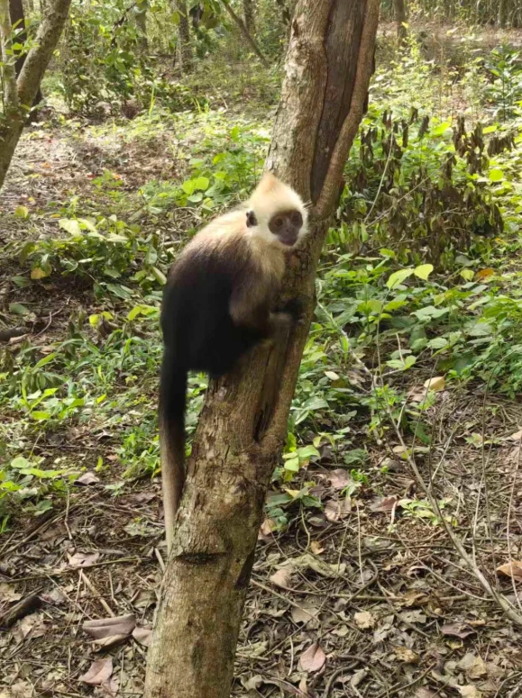 best time to see monkeys white-headed langur national nature reserve