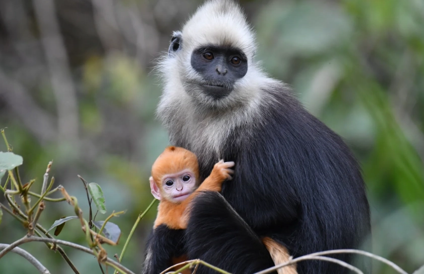 guangxi white-headed langur