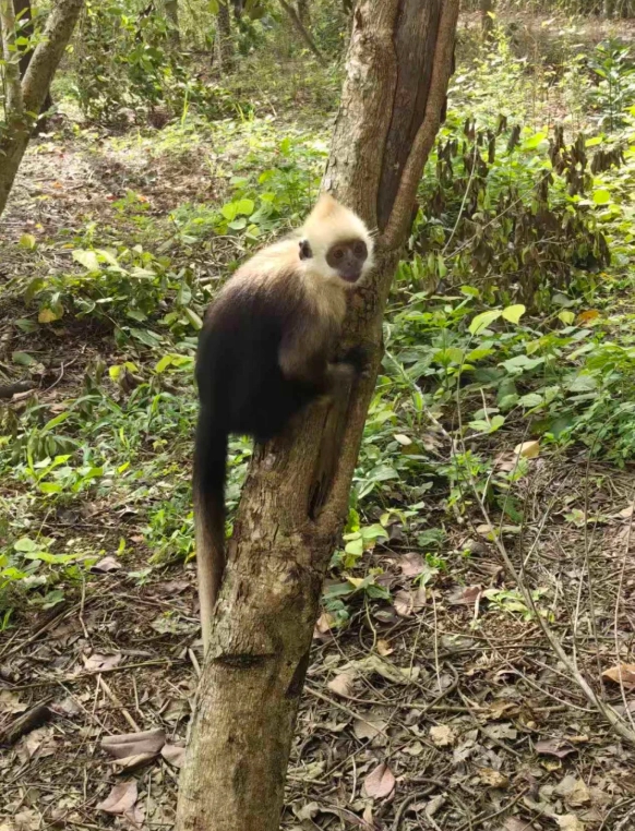white-headed langur photography spots