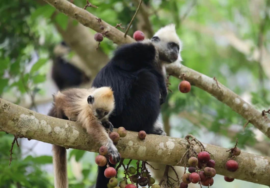 how to visit white-headed langur reserve how to visit white-headed langur reserve
