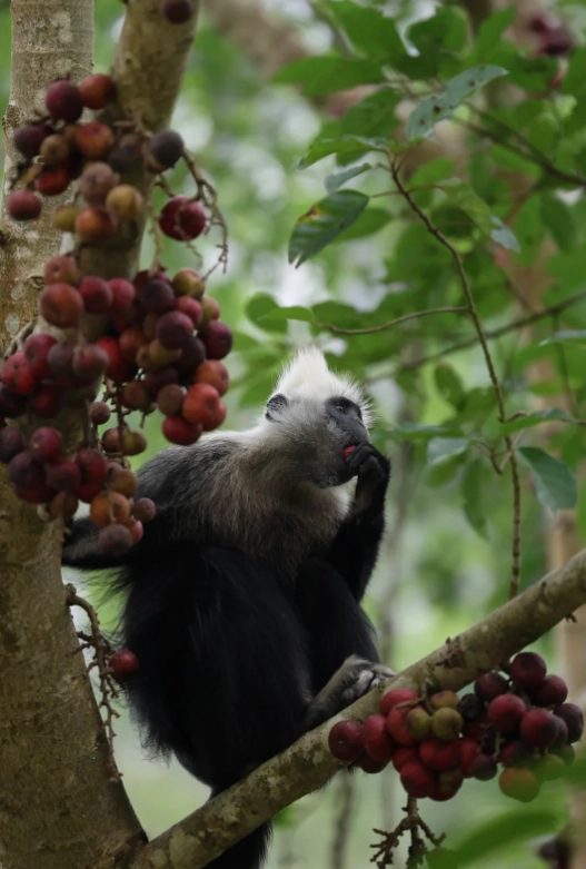 chongzuo langur viewing spots chongzuo langur viewing spots