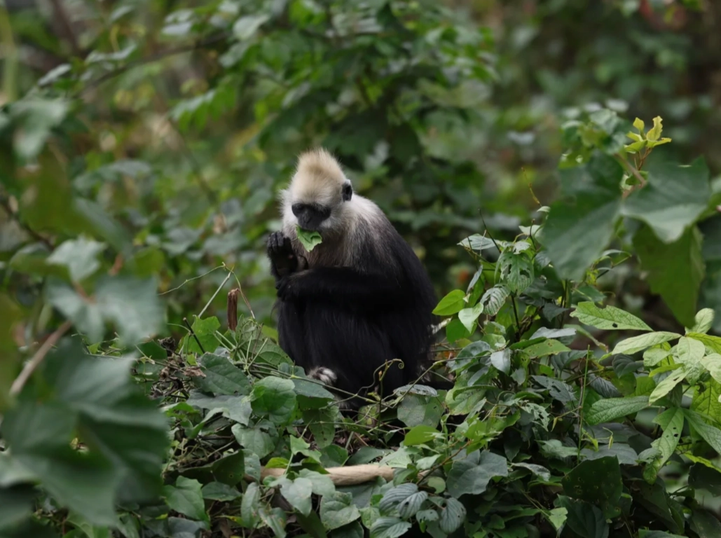 white-headed langur guide white-headed langur guide