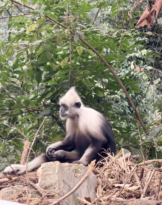 photographing white-headed langurs