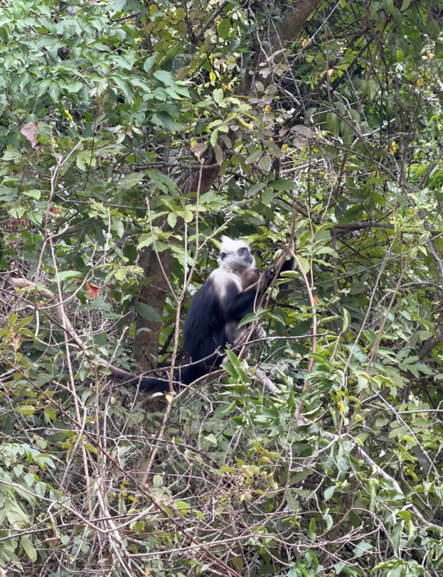 chongzuo wildlife photography