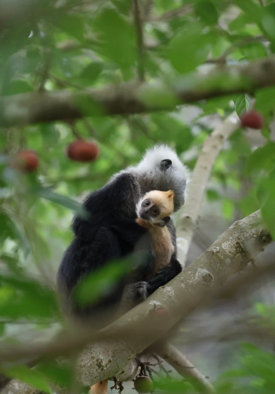 white-headed langur photography spots