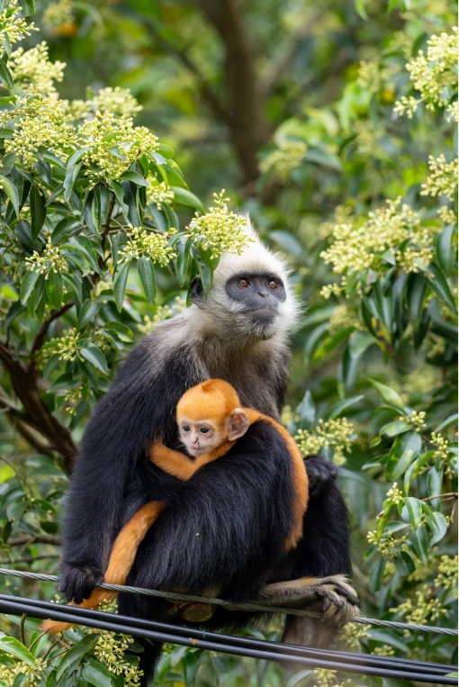 white-headed langur national nature reserve