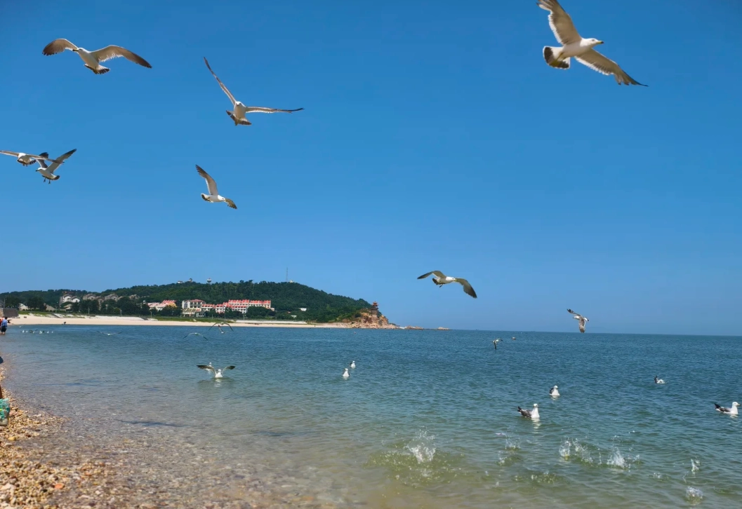 things to do in shandong