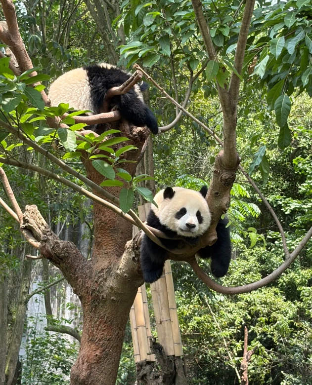 how many days in chengdu