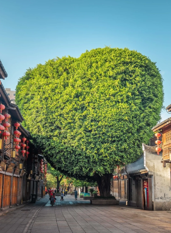 Wuyi Mountain