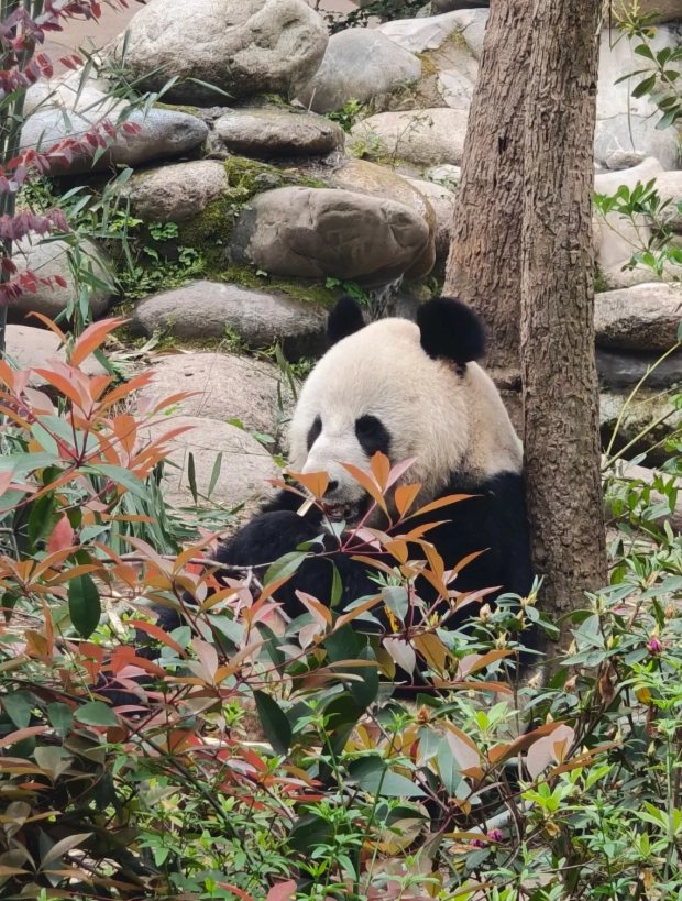 sichuan travel guide sichuan travel guide