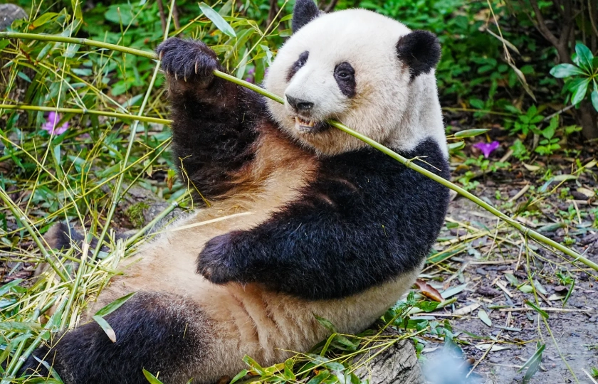 jiuzhaigou travel tips jiuzhaigou travel tips