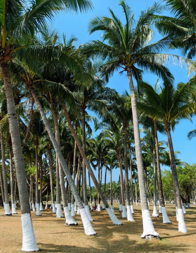 travel guide haikou travel guide haikou