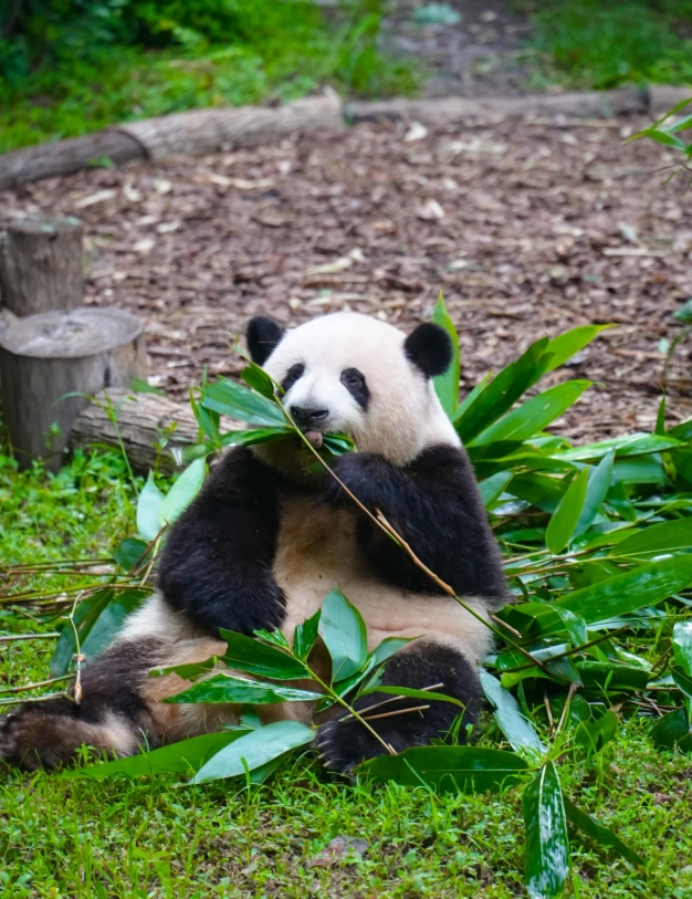What to Do in Sichuan: Top Highlights & Hidden Gems
