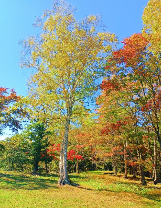 Changbai Mountain autumn colors Changbai Mountain autumn colors