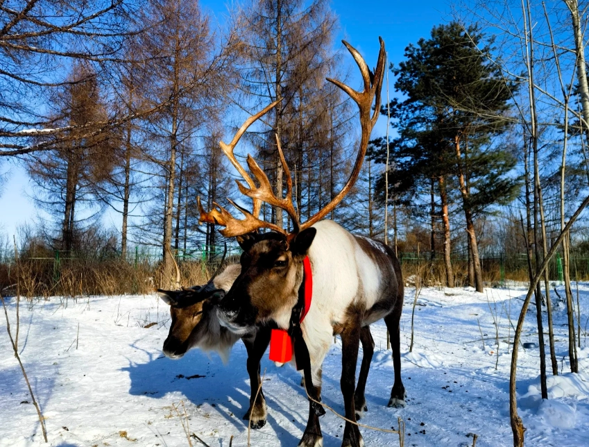 Northeast China winter itinerary Northeast China winter itinerary