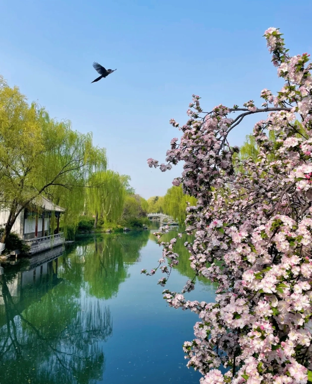 shandong spring travel tips shandong spring travel tips