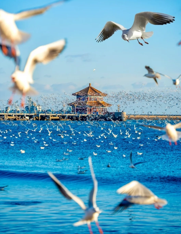 Qingdao Jiaodong airport guide