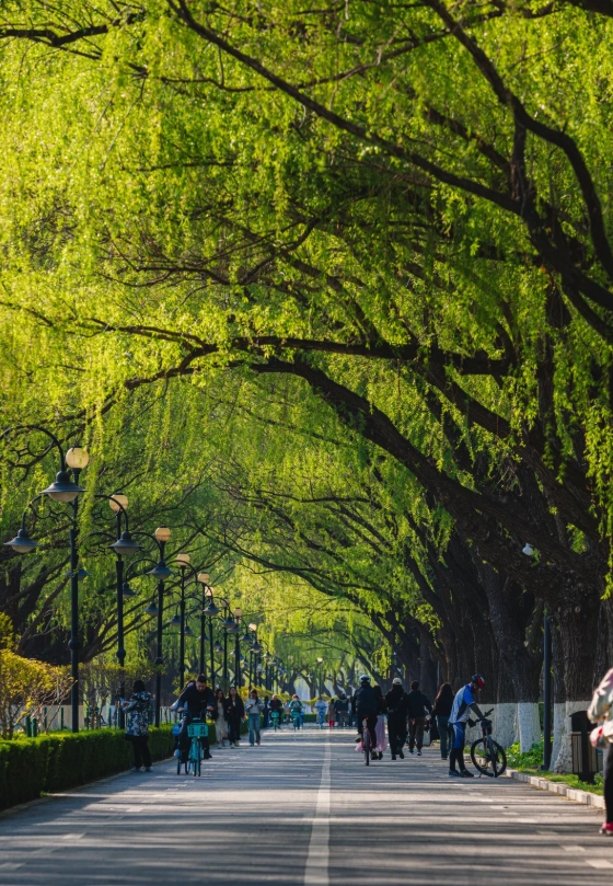 Dalian cherry blossom season Dalian cherry blossom season