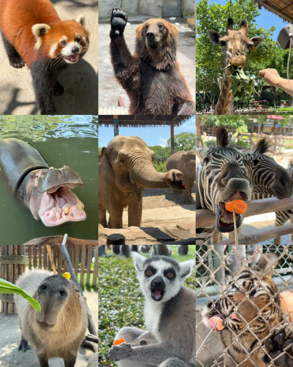 Photo of Shanghai Wild Animal Park