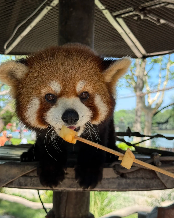 Photo of Shanghai Wild Animal Park