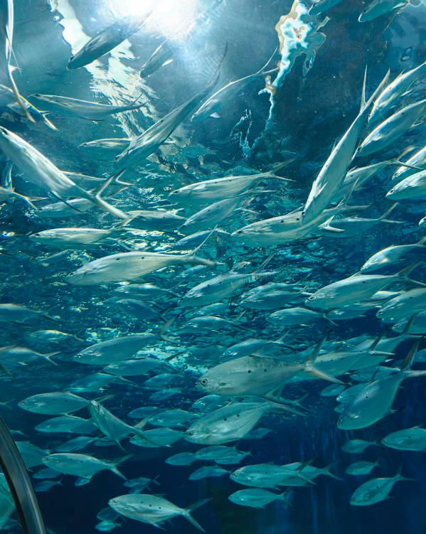 Photo of Shanghai Ocean Aquarium