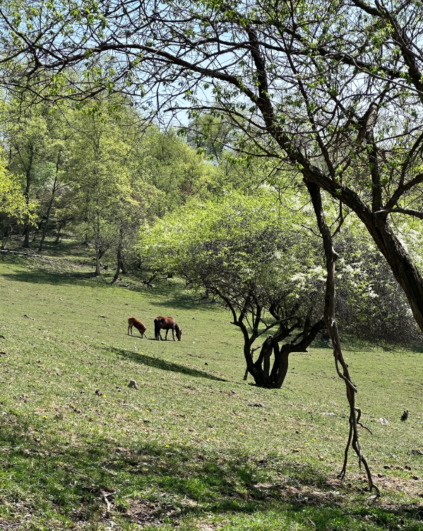 Photo of Guanshan Grassland